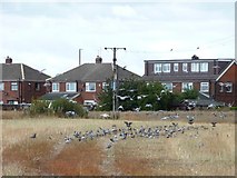 SE3836 : Wood pigeons and feral pigeons on a stubble field by Christine Johnstone