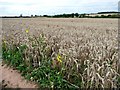 SE3937 : A splash of yellow at the edge of the wheat field by Christine Johnstone