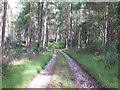 NH9752 : Track in Darnaway Forest by Alan Hodgson