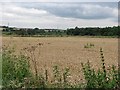 Wheat field