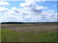 Copse on Salterton Down