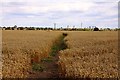 SU4695 : Bridleway through the wheatfield by Steve Daniels