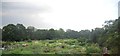 Allotments, West Byfleet