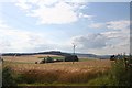 Barley Field