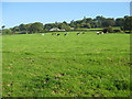 Grazing hillside meadow below Roborough Road