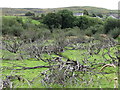 Dead trees in area prone to seasonal flooding