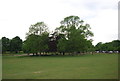 TQ2072 : Clump of trees, Richmond Park by N Chadwick