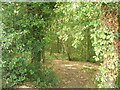 Path in Treeton Wood