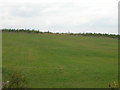 Farmland near Sunnyside