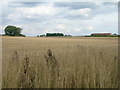 Farmland off Carr Lane