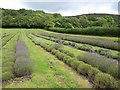 Lavender field, Axbridge