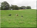 Calves near Skirling