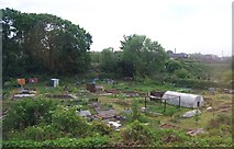 TQ3669 : Allotments by the railway line by N Chadwick