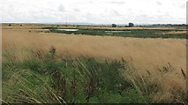 NS8991 : Wetland near Forthbank by Richard Webb