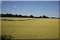 Wheat field by the M11