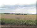 Arable land beside Halfpenny Lane