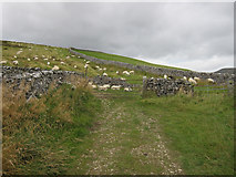 SD8268 : Sheep alongside Moor Head Lane by John S Turner