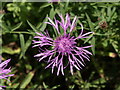 Greater Knapweed, Coldeast