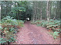 Bridleway off the A272 leading to Trotton Common