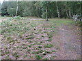 Bridleway junction on the western edge of Trotton Common