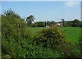 Mendip : Bushes & Greenery