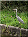 Grey Heron near Elworth, Cheshire