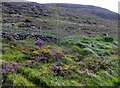 The heather clad slopes of Leckan More