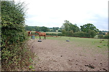 SJ8111 : Horse Pasture near High Hall, Blymhill by Mick Malpass