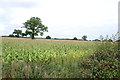 A Field of Maize on the side of the A5