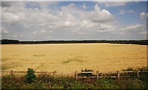 TL6767 : Wheat field by the A11 by N Chadwick