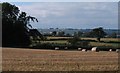 Harvested field, Cowling