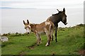 NX8248 : Donkeys at the Galloway Coast by Walter Baxter