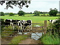SJ5960 : Cheshire dairy land by Jonathan Billinger