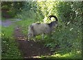 Goat above Cheddar