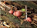 NS3977 : A slime mould - Lycogala epidendrum by Lairich Rig