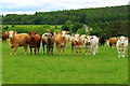 Cattle grazing at Tullos