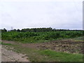 Maize Crop in Easton Lane