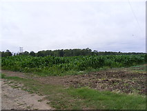 TM2958 : Maize Crop in Easton Lane by Geographer