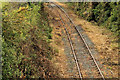 J1473 : Disused railway near Glenavy (2) by Albert Bridge