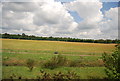 TL8985 : Arable land by the A11 by N Chadwick