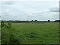 Cattle on footpath to Bower Farm