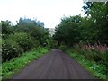 Lennoxtown, road from Finniescroft Wood