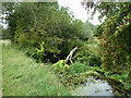 River Chelmer below Absol Bridge