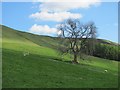 Field below Croftmore