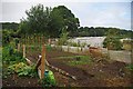 Silverdale Allotments