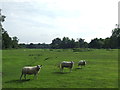 TL4701 : Sheep in a field near Epping by Malc McDonald
