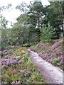 Greensand Way crossing Hindhead Common