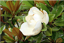 TQ8353 : Magnolia Grandiflora by Christine Matthews