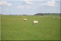 TQ8817 : Sheep in the Brede Valley by N Chadwick