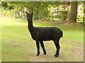 The black alpaca of the family?